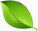 Cartoon - Green Leaf Transparent PNG Clip Art Image png download - 8000 ...