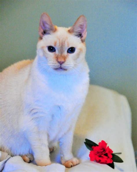 They cost time and money and will require medical attention when ill please note that the cat welfare society is not a shelter and we do not house any cats. Adopt Buttercup on | Cats, kittens, Adoption, Cats