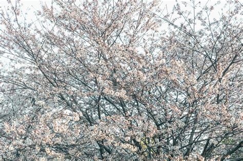 Picture Of Full Large Cherry Blossom Tree — Free Stock Photo