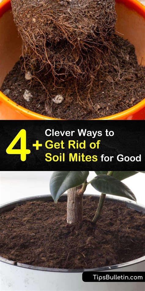 4 Clever Ways To Get Rid Of Soil Mites For Good Natural Insecticide