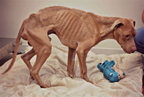 Oliver The Emaciated Abandoned Dog Is Saved From Death Thanks To The