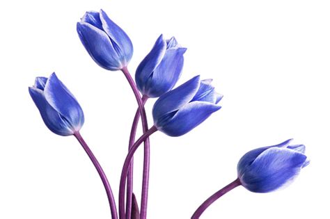 Toned Blue Tulip Flowers Isolated On A White Background Stock Photo
