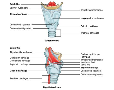 Laringe Anatomía Concise Medical Knowledge