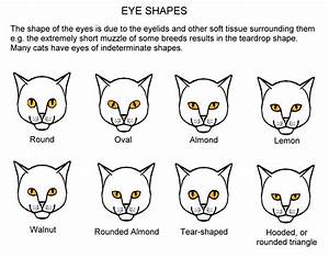 Cat Meow Meaning Eye Meaning Cat Breeds Chart Cat Facts Text Eye
