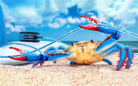 Hd Colorful Crab Wallpaper Download Free 143972