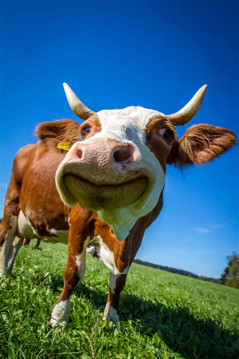 Hilarious Funny Cow Videos Way With Words
