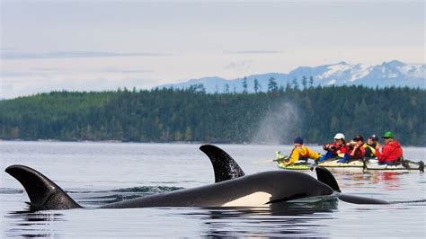 Kayaking With Killer Whales Crooked Compass Youtube