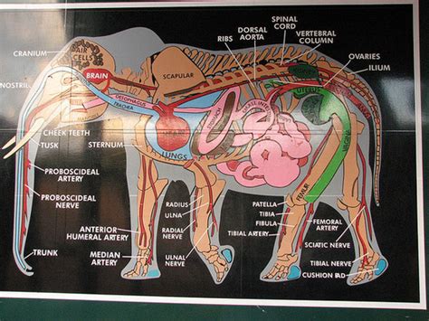 30 Elephant Lungs Anatomy