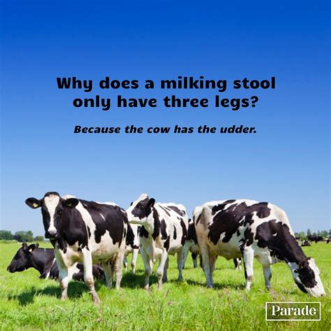 101 Funny Cow Jokes To A Moooo Se You Parade