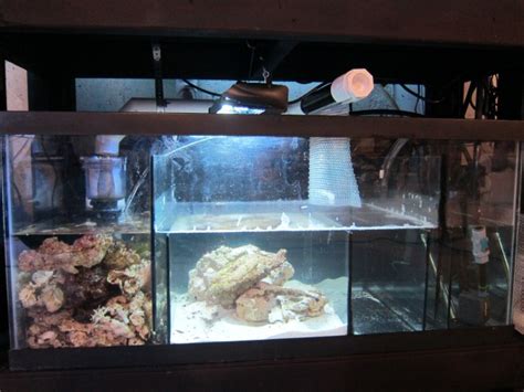 Just about any aquarium will work for a sump: DIY Glass Sumps | Reef'd Up Aquatics