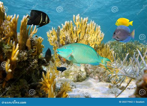 Colorful Tropical Fish In Coral Reef Stock Photo Image Of Atlantic