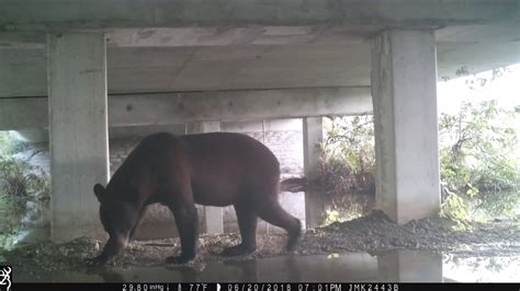 Wildlife Using Fdots Wildlife Crossings In Collier County Youtube