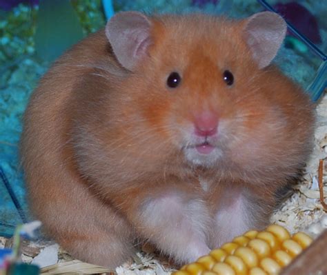 Fat Hamster Is Fat Raww