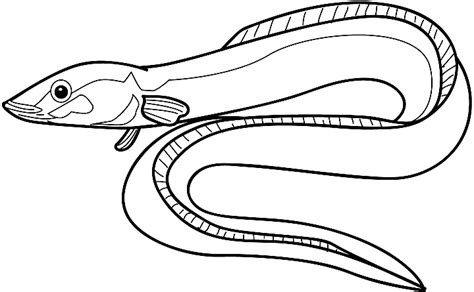 Electric Eel Drawing At Getdrawings Free Download