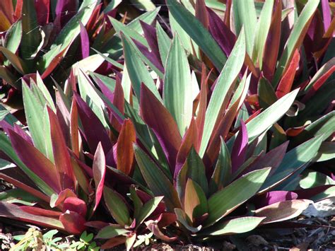 Daun rhoeo discolor dalam air. Rhoeo discolor - Acacia LLC