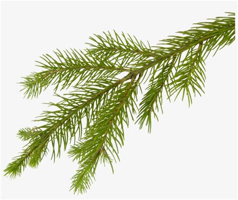 Pine Tree Branch Png Picture Fir Tree Branch Png Transparent Png