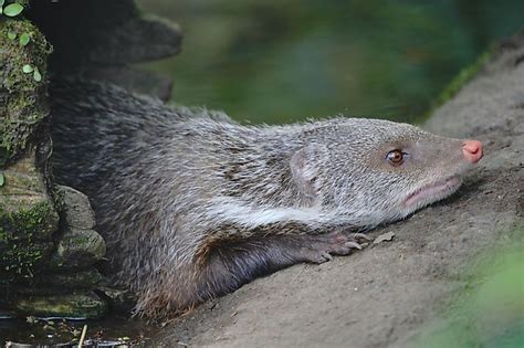 6 Species Of Mongoose Found In India Worldatlas