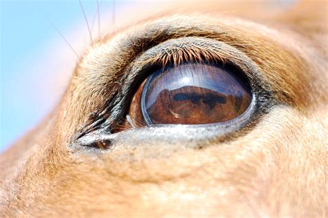 Eyeworm Disease Thelaziasis In Horses Symptoms Causes Diagnosis