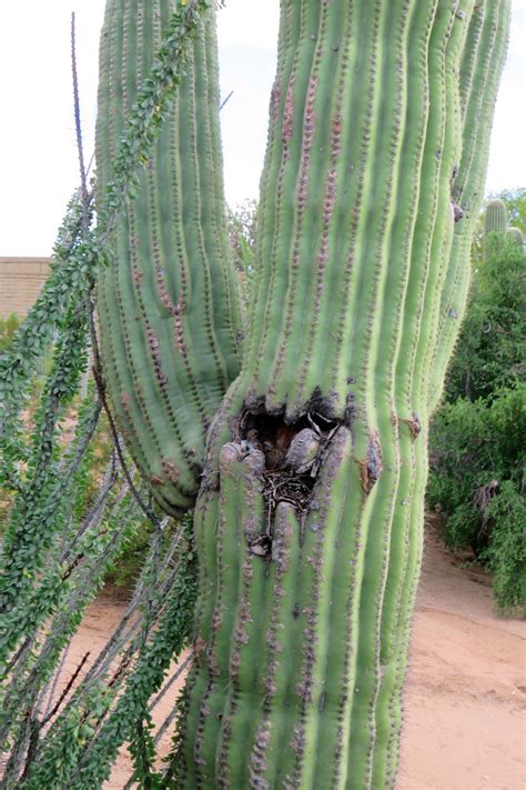 The saguaro cactus is a cactus that spawns in desert biomes. The Daily Rant: Saguaro Nest