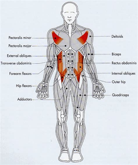 All Muscles In The Body Labelled Muscular System Anat