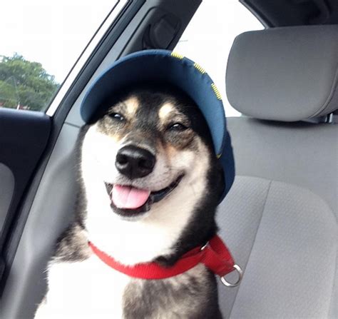 A Dog With A Hat Funny