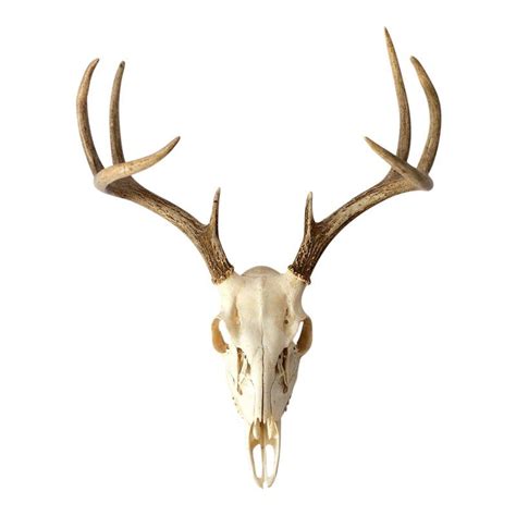 8 Point Whitetail Deer Skull Deer Skull Tattoos Skull Illustration