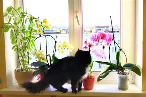 Catnip attracts cats to a specific area of. 10 Pet-Friendly Flowers and Plants That Are Safe Around ...