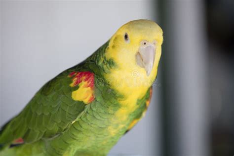Green And Yellow Parrot At A Community Gathering Stock Image Image Of