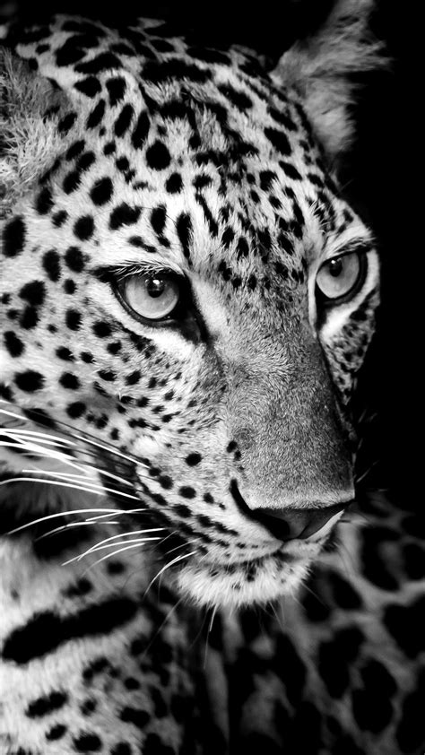 Black And White Animals Wallpaper Hd