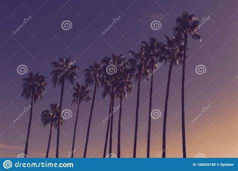 Huge Palm Trees Silhouettes In Front Of Purple And Yellow Evening Sky