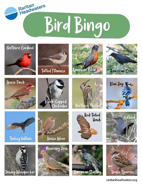 Free Printable Bird Bingo Cards