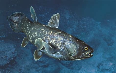 10 Facts About Coelacanth Fact File