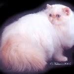 Maybe you would like to learn more about one of these? How to Detect & Manage Cat Stud Tail Naturally | Chagrin ...