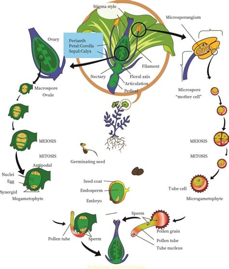 Angiosperm Life Cycle For Kids