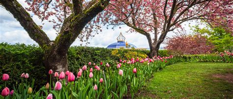 Crystal Hermitage Tulip Garden Re Opens