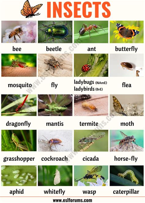 Insects Useful List Of Insects With The Picture And Examples Esl