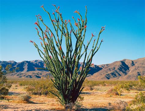 A Field Guide To Arizona Cacti Vbt Active Travel Blog Vbt Bicycling