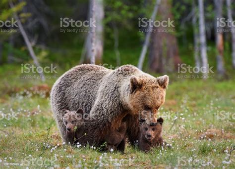Mother Bear And Her Three Little Puppies Stock Photo Download Image