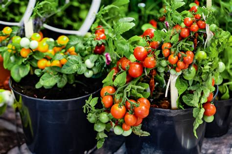 Planting Tomatoes In Pots Plant Ideas