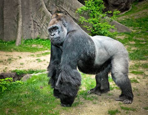 Houston Zoo Welcoming 7 Western Lowland Gorillas To New Habitat