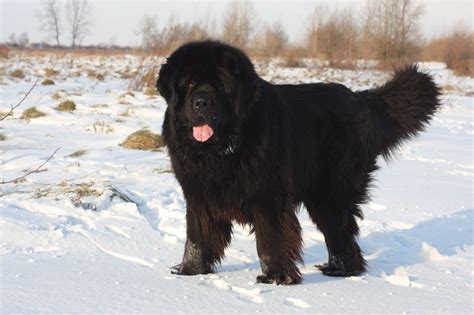 The Newfoundland Dog Complete Guide And Top Facts Animal Corner