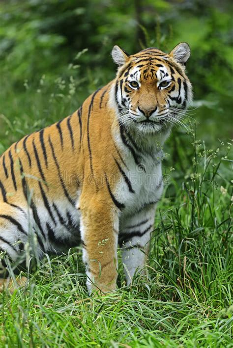 Amur Tiger Stock Image Image Of Habitat Tigers Nature 43610215