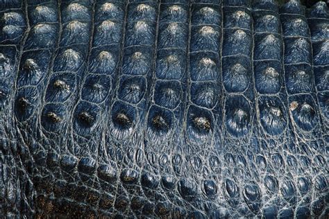 Crocodile Adaptations Habitat Diet Britannica