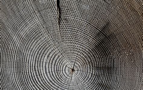 Fotoğraf Ağaç Yapı Ahşap Tahıl Doku Yaprak Zemin Desen Hat