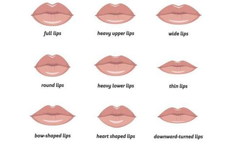 Different Types Of Lips Shapes