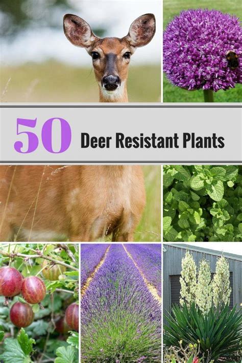 50 Deer Resistant Perennial Plants 50 Deer Resistant Perennial Plants The Most Important