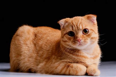 7 Common Scottish Fold Cat Health Problems How To Prevent And Treat