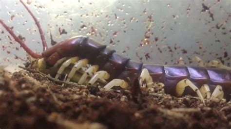 Worlds Biggest Centipede Feeding Ants Eye View Youtube