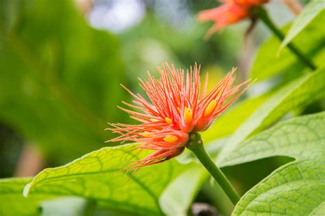 Fotos Gratis Naturaleza Fotografía Hoja Pétalo Florecer Verano