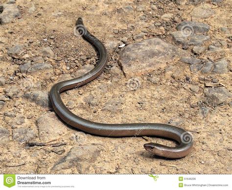 Small Greek Snake Stock Photo Image 51646206